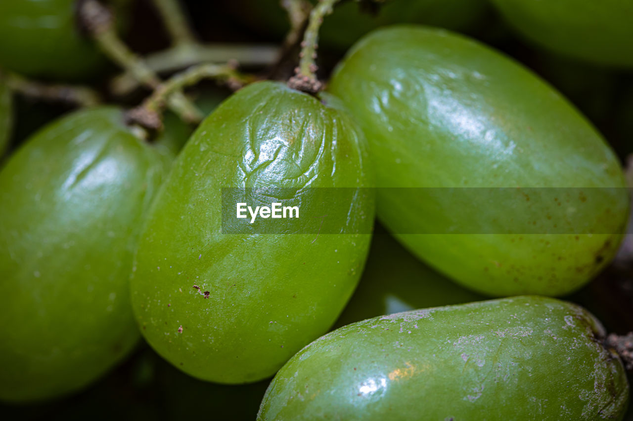 CLOSE-UP OF FRESH GREEN FRUIT