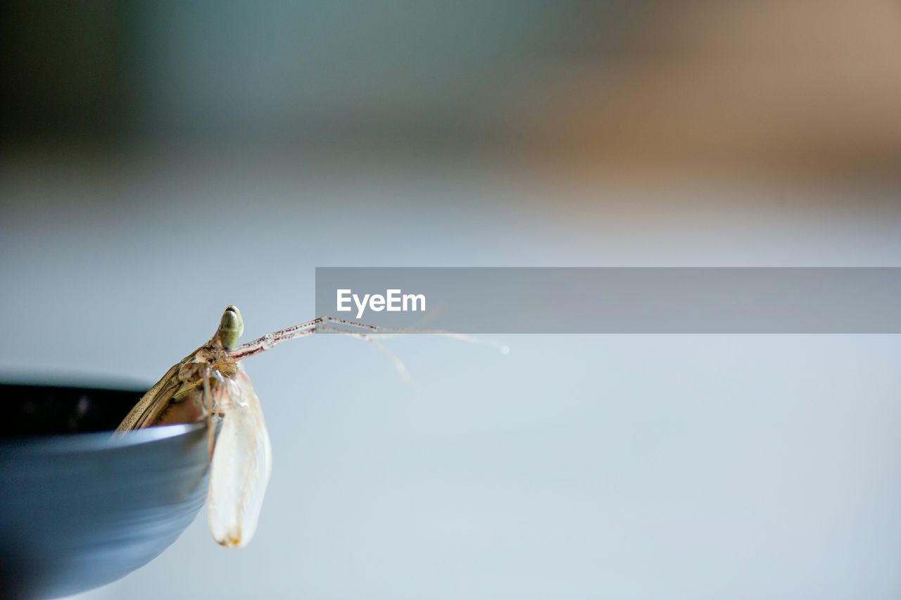 Close-up of insect in bowl