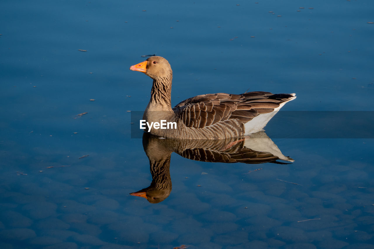 Goose swimming in the lake,, beautiful reflection