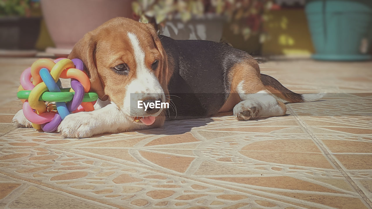 Beagle puppy with colorful ball toy.