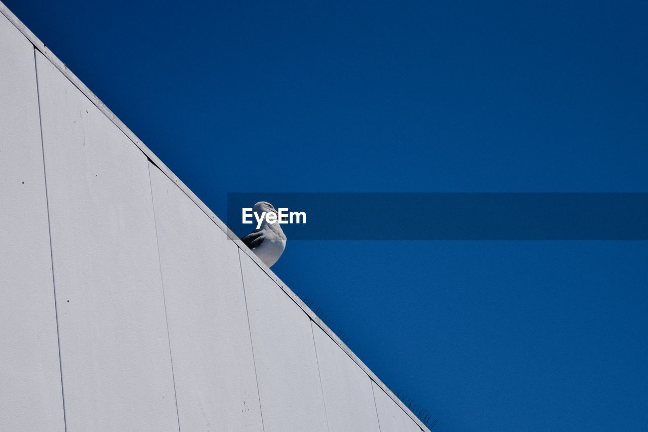 Low angle view of seagull perching on retaining wall against clear blue sky