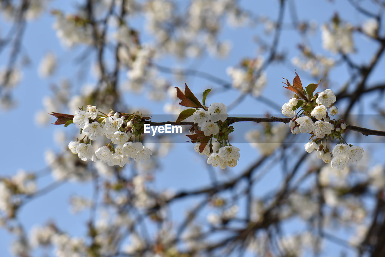 Close-up of cherry blossoms on tree