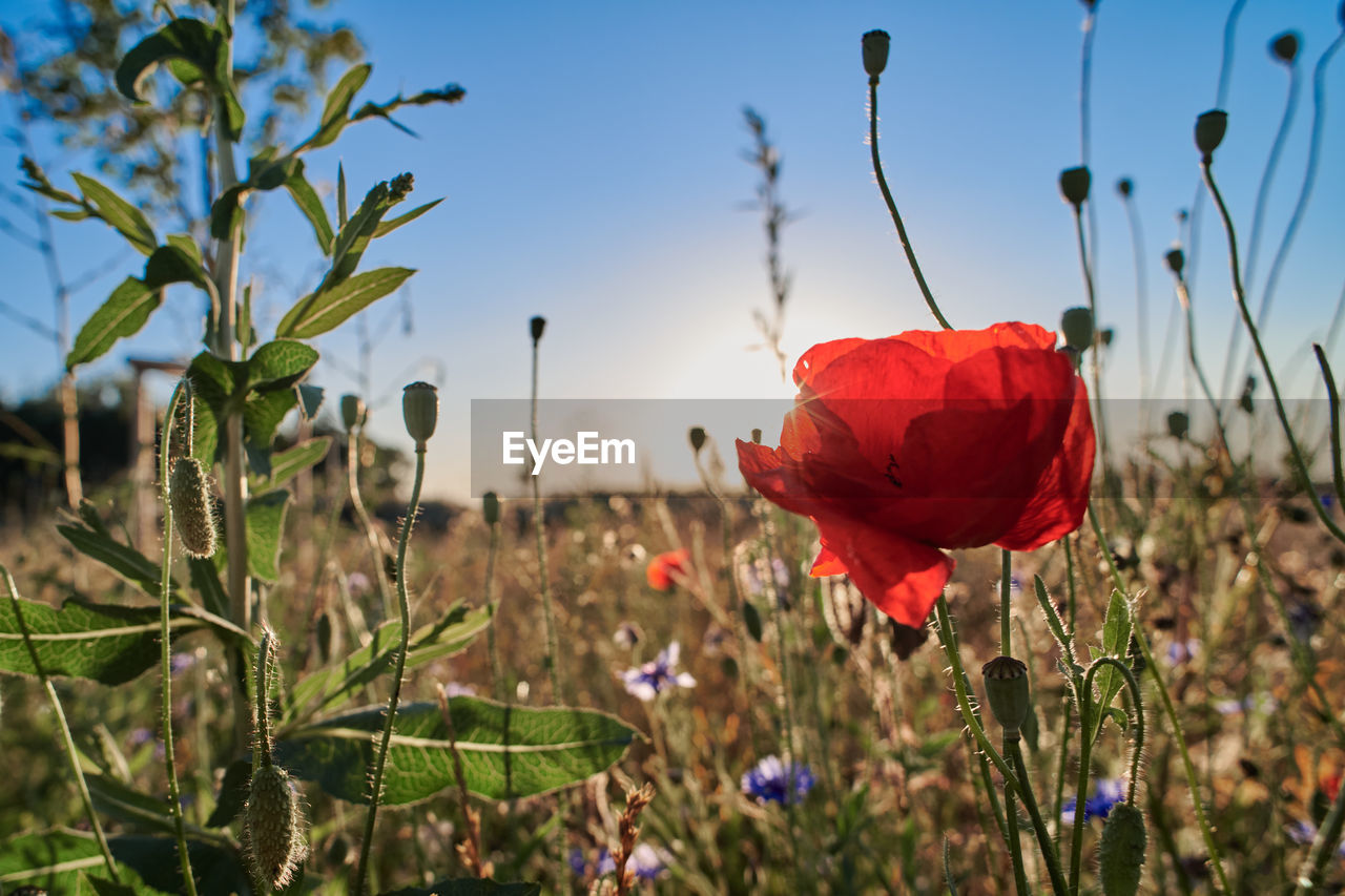 CLOSE-UP OF RED POPPY FLOWERS GROWING IN FIELD