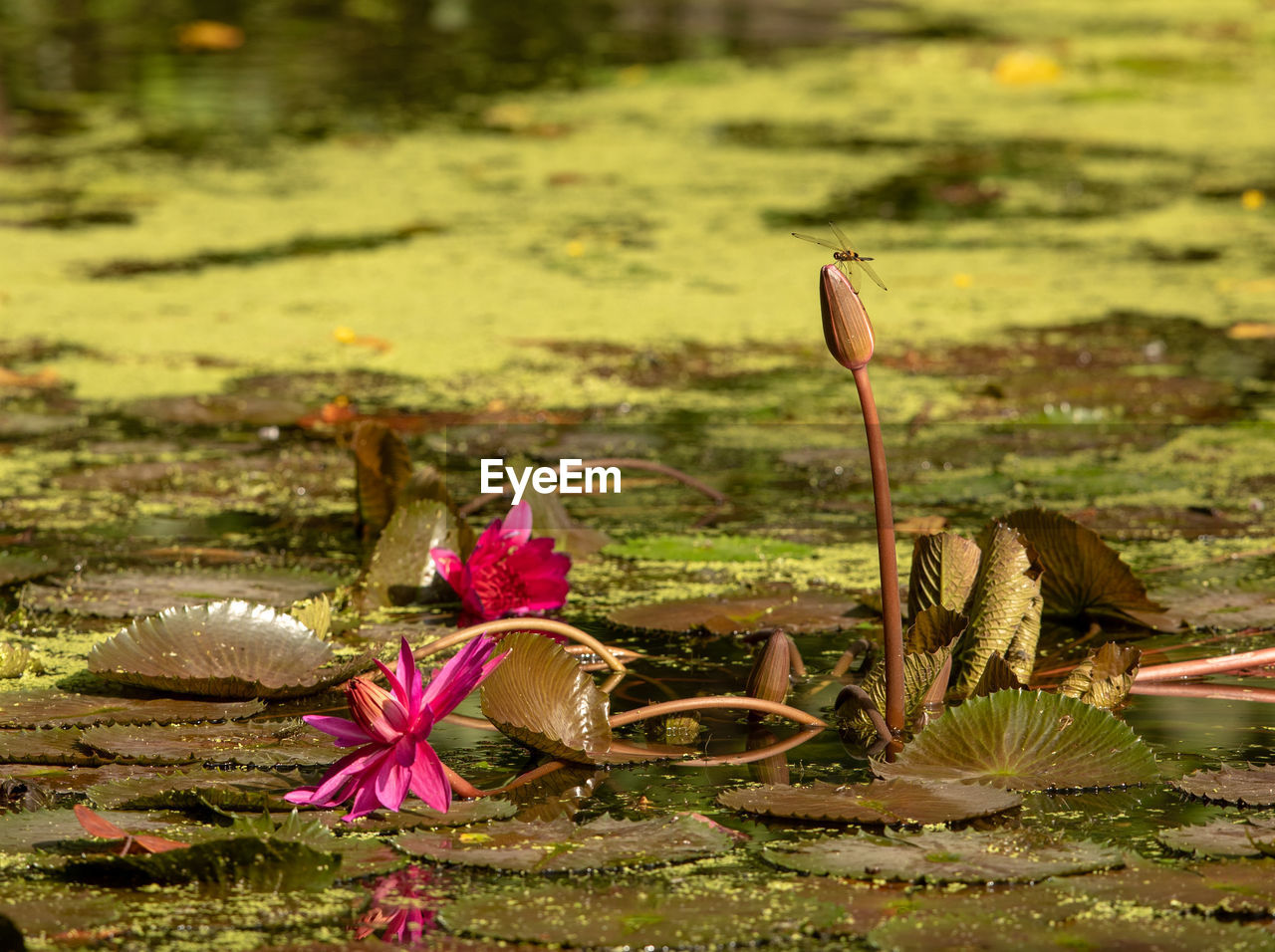 CLOSE-UP OF LOTUS FLOATING ON WATER