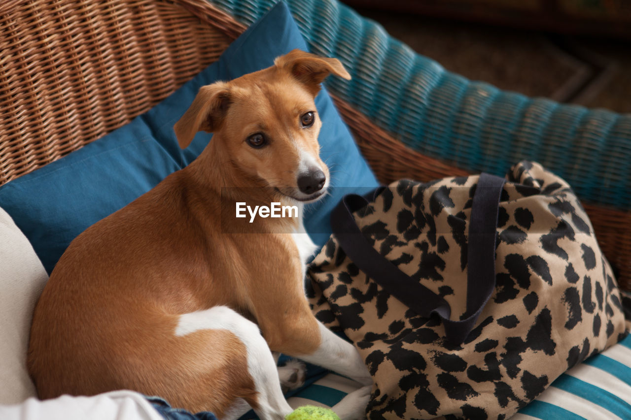 Portrait of dog relaxing on sofa at home