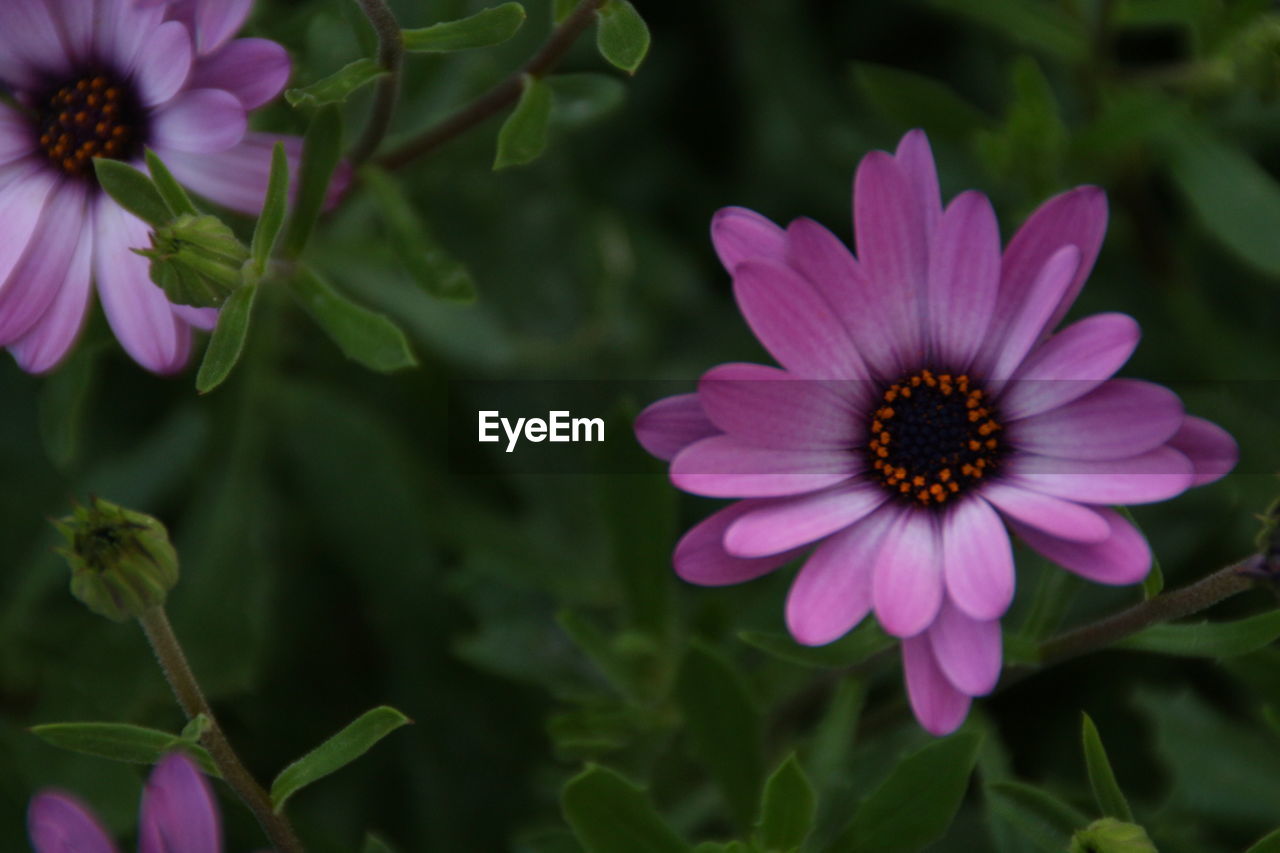 Close-up of purple flowers blooming outdoors