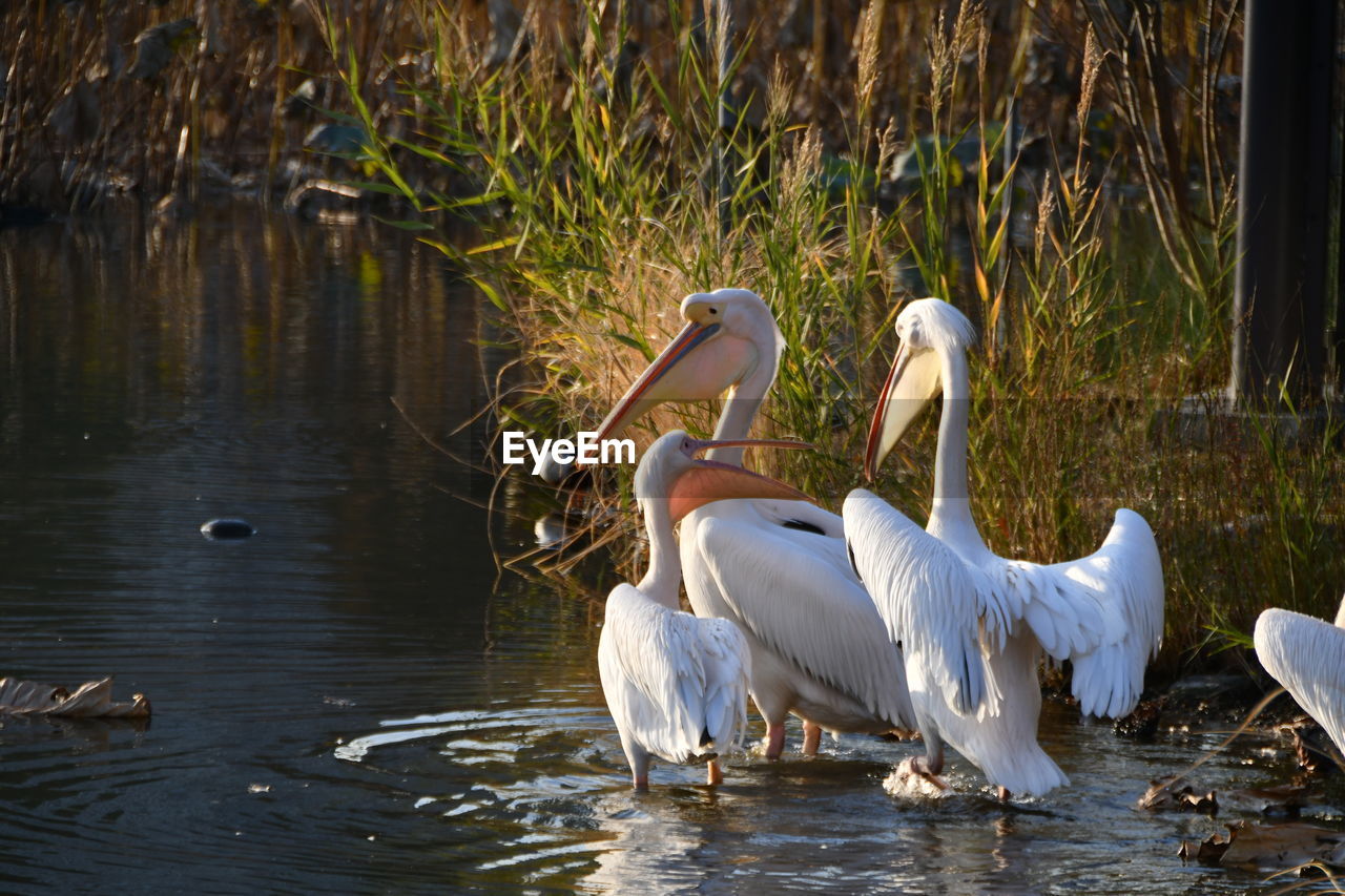 Swans swimming in lake