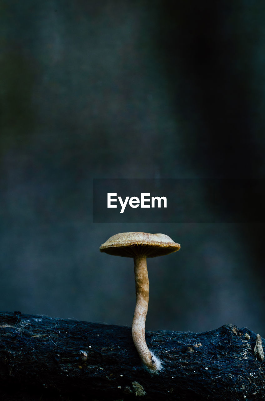 Close-up of mushroom growing on land