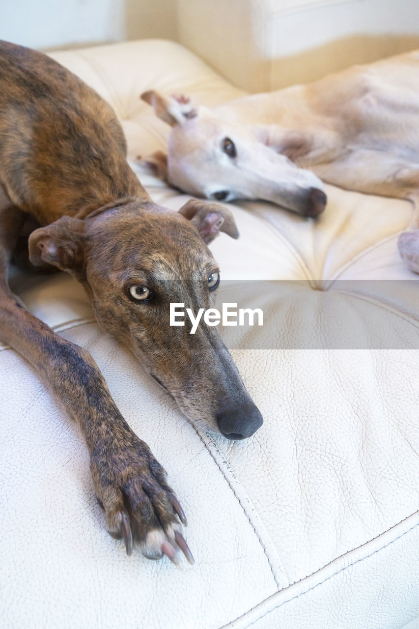 Spanish greyhounds relaxing on sofa in living room at home