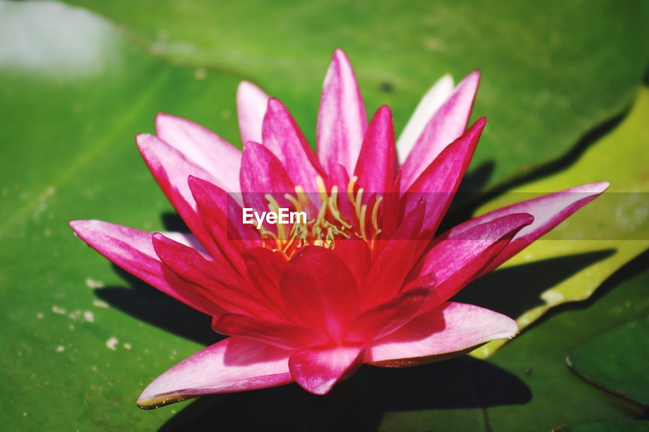 Close-up of lotus water lily in pond