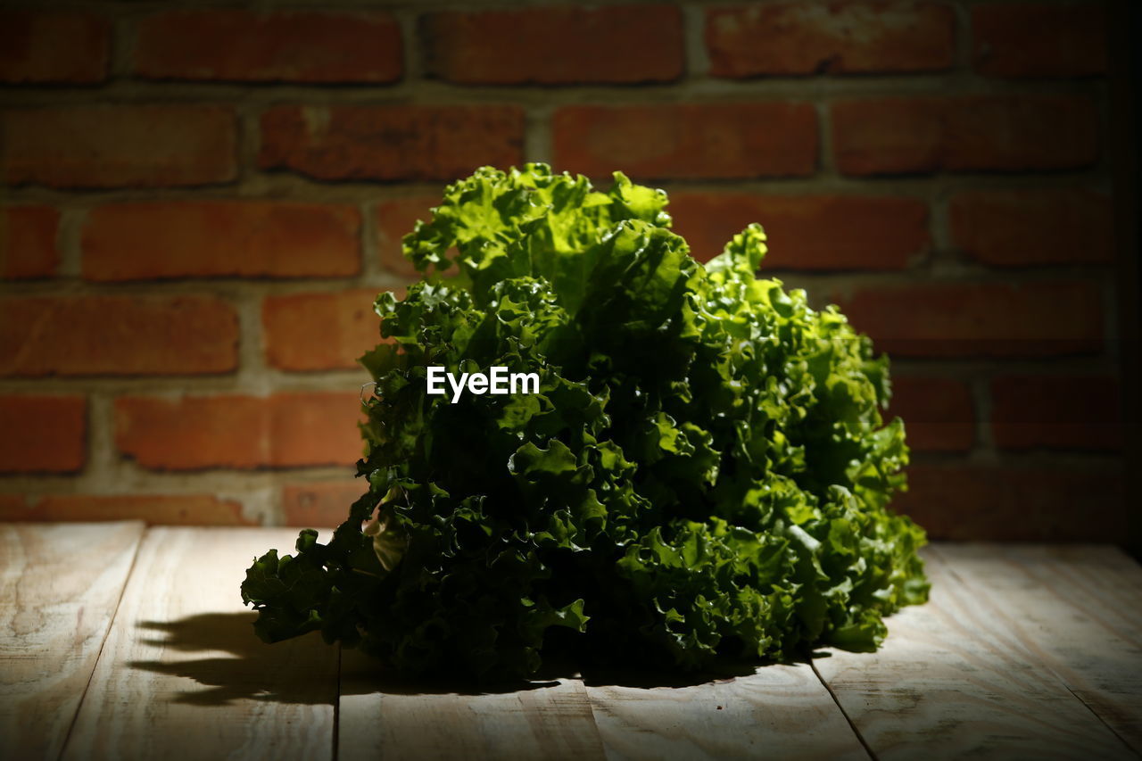 CLOSE-UP OF GREEN PLANT AGAINST WALL