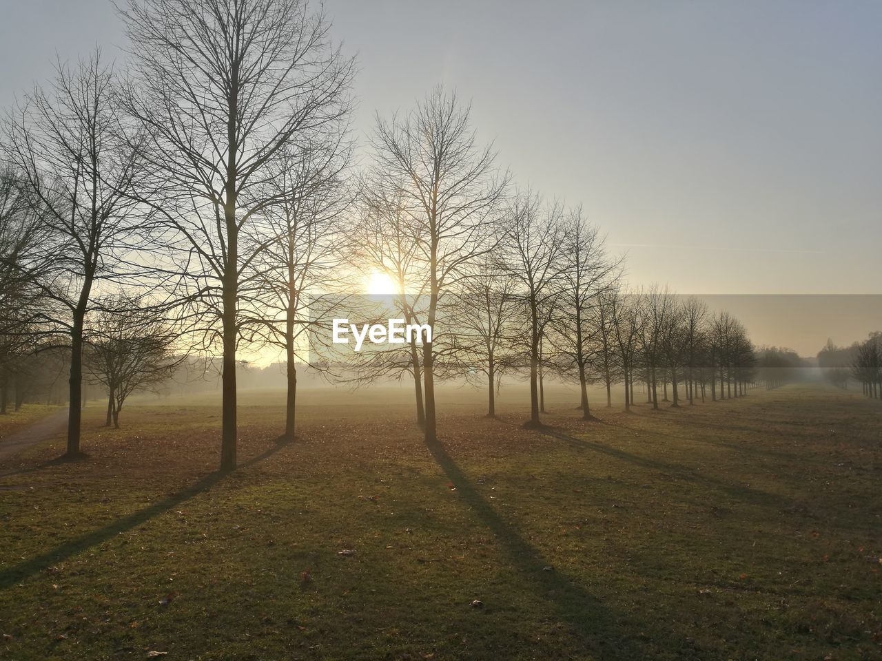 Trees on field against sky during sunset