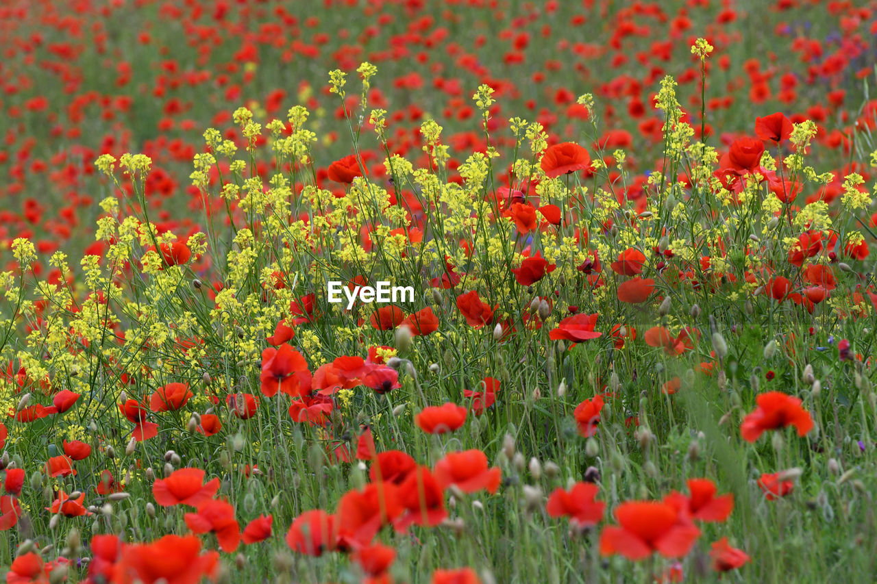 CLOSE-UP OF RED POPPIES ON FIELD