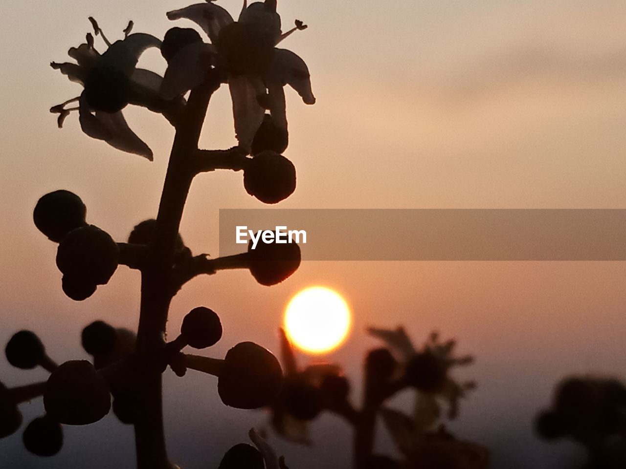 CLOSE-UP OF SILHOUETTE PLANT AGAINST ORANGE SKY