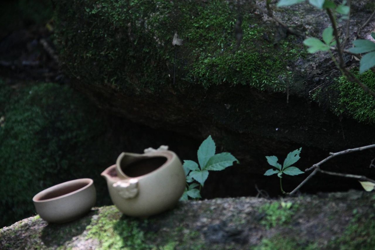 CLOSE-UP OF POTTED PLANTS AGAINST TREES