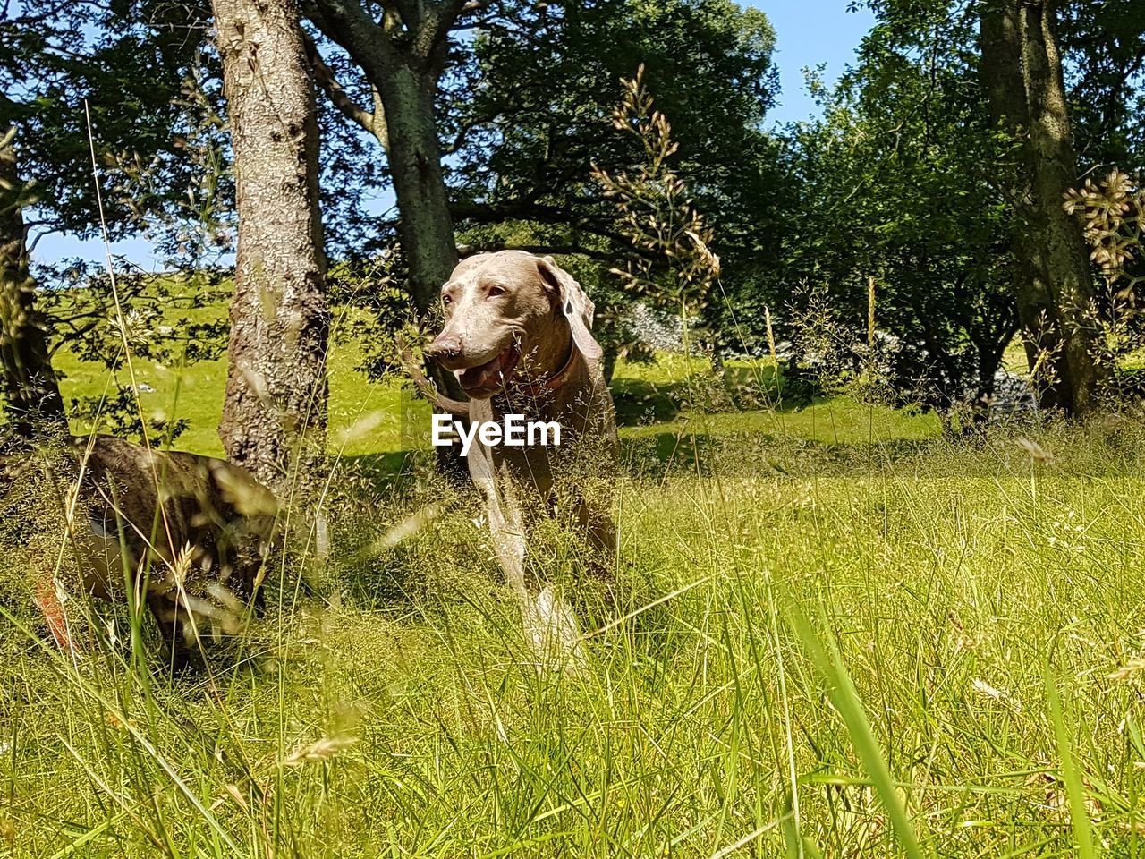 DOG ON FIELD AGAINST SKY