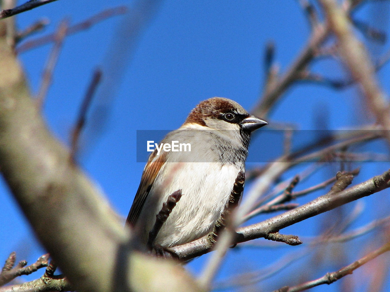 Low angle view of bird perching on tree