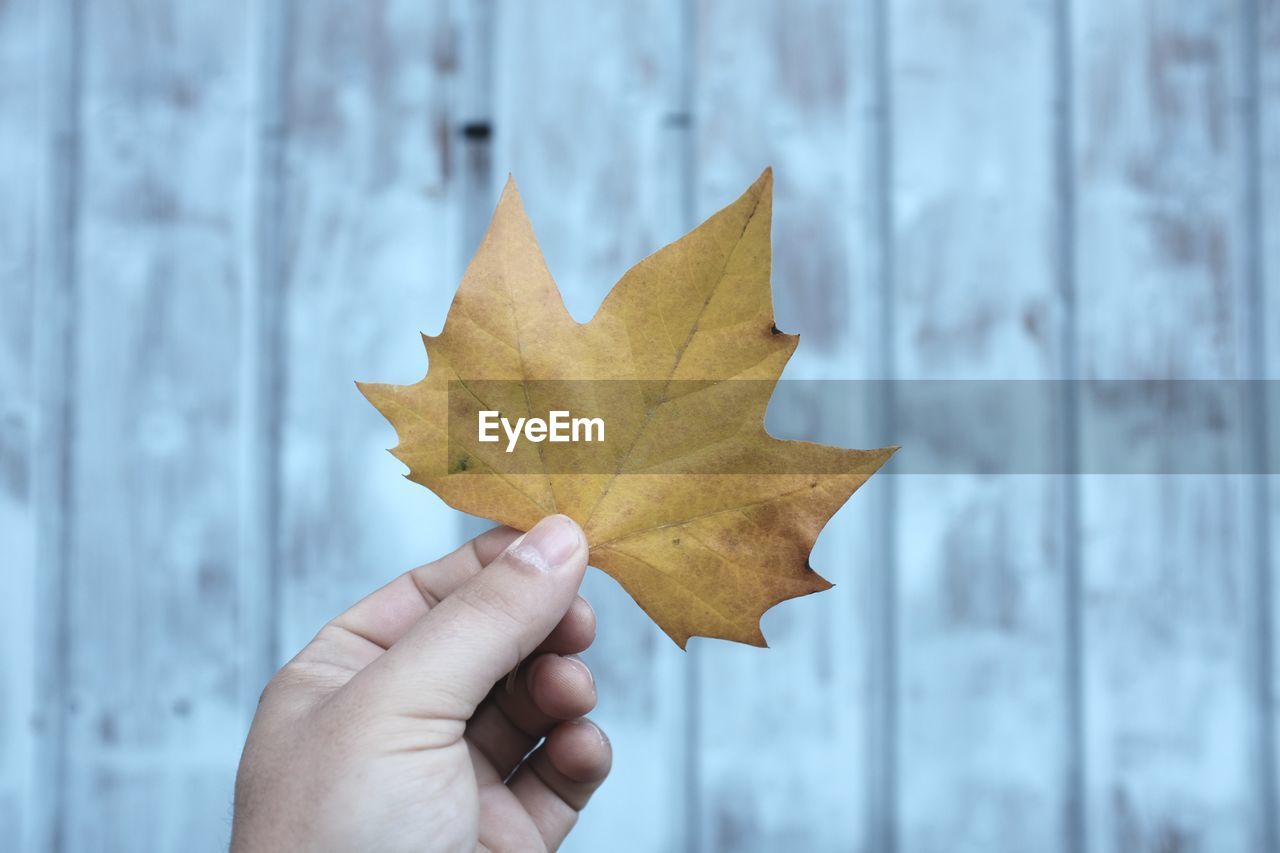 Cropped image of hand holding maple leaf against wooden wall
