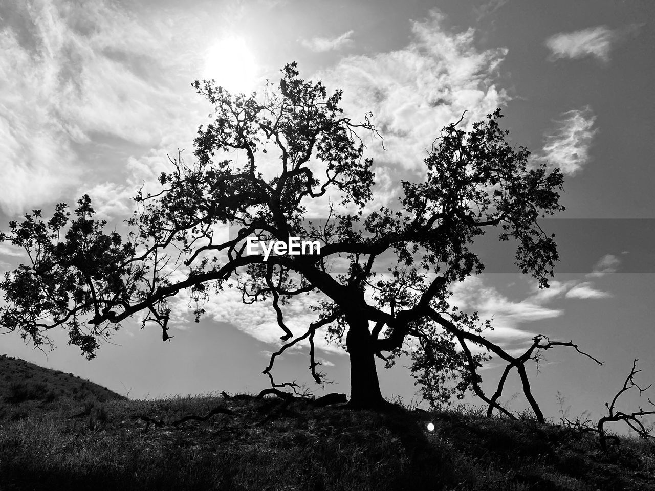 tree, black and white, sky, plant, nature, monochrome, monochrome photography, cloud, environment, landscape, beauty in nature, darkness, branch, scenics - nature, silhouette, land, no people, tranquility, outdoors, non-urban scene, mountain, flower, tranquil scene, leaf, sunlight, day, pinaceae, travel destinations