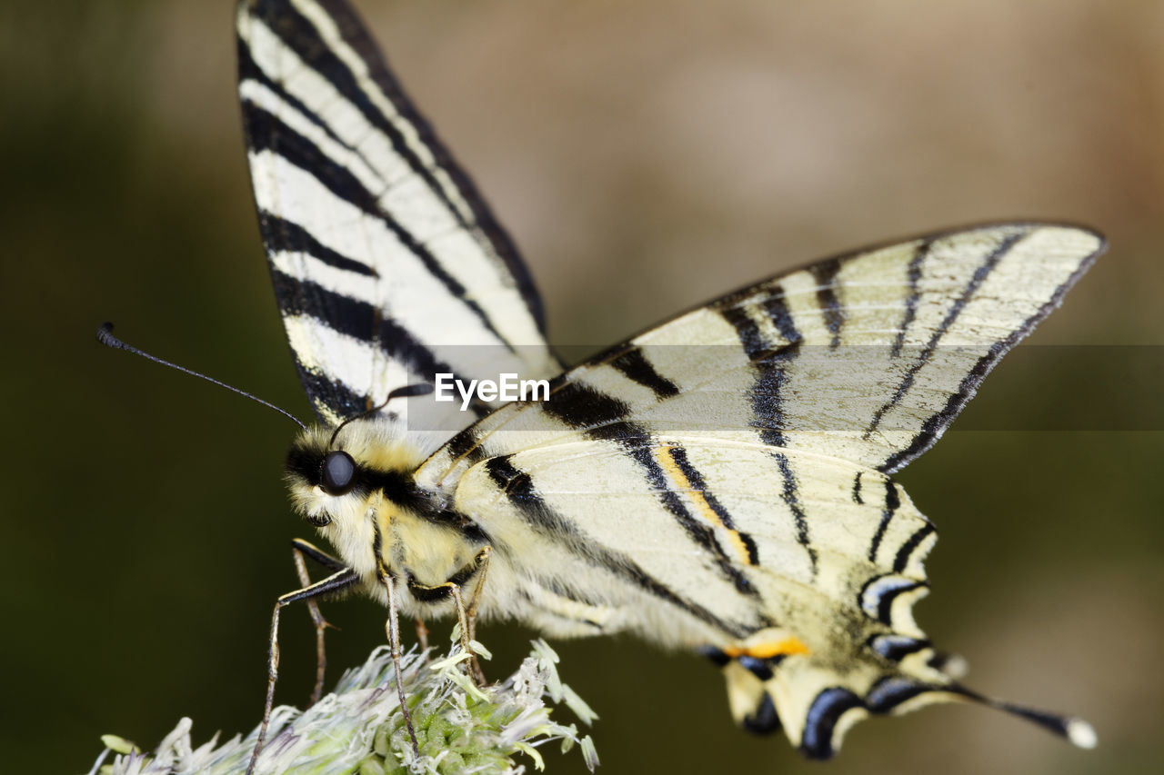 CLOSE-UP OF BUTTERFLY ON THE FLOWER