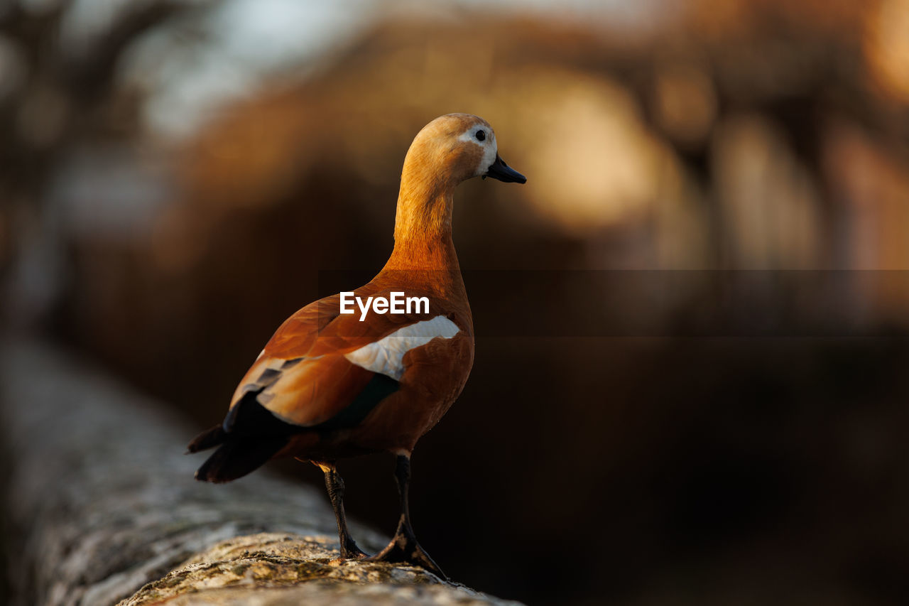 Beautiful colorful duck on orange backround