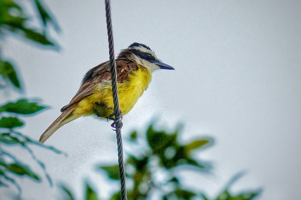 CLOSE-UP OF BIRD PERCHING ON BRANCH AGAINST SKY