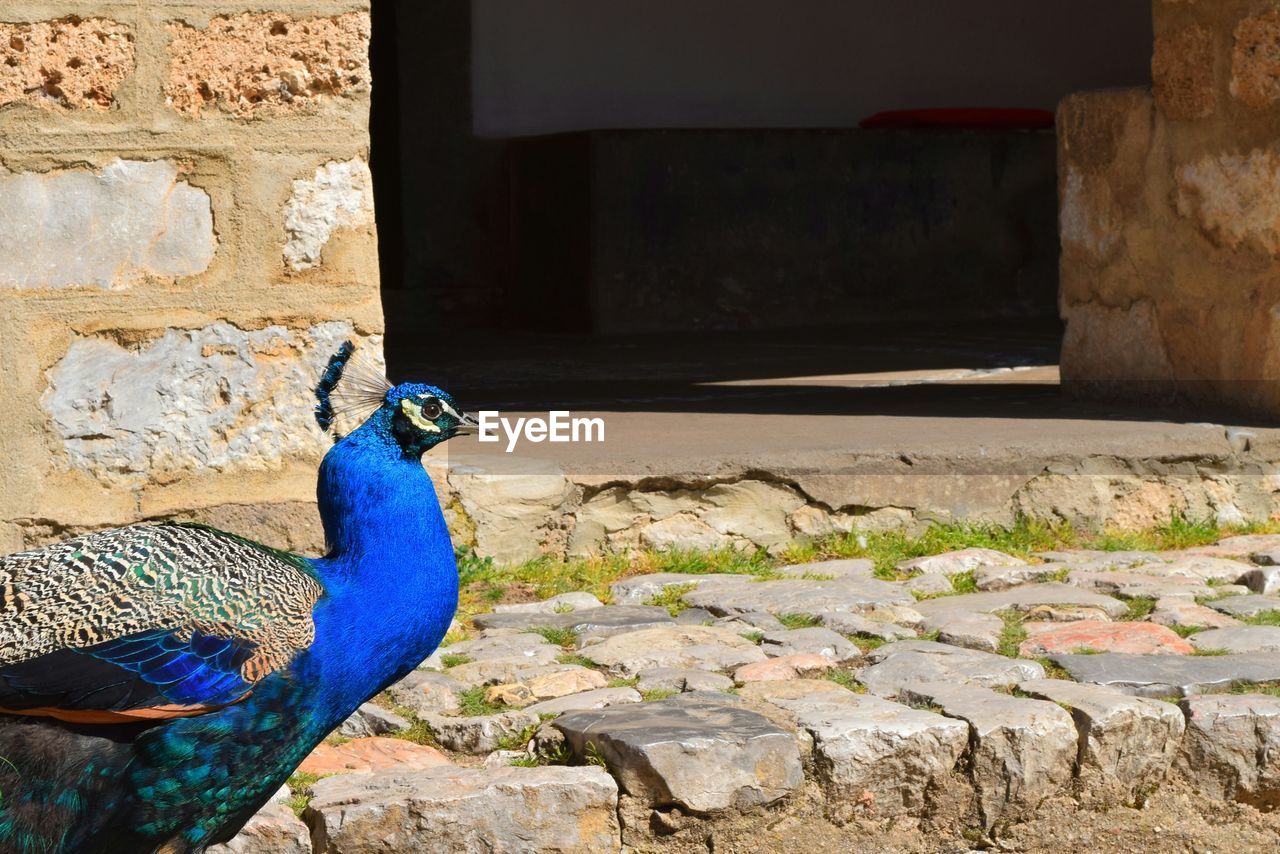 Peacock against wall