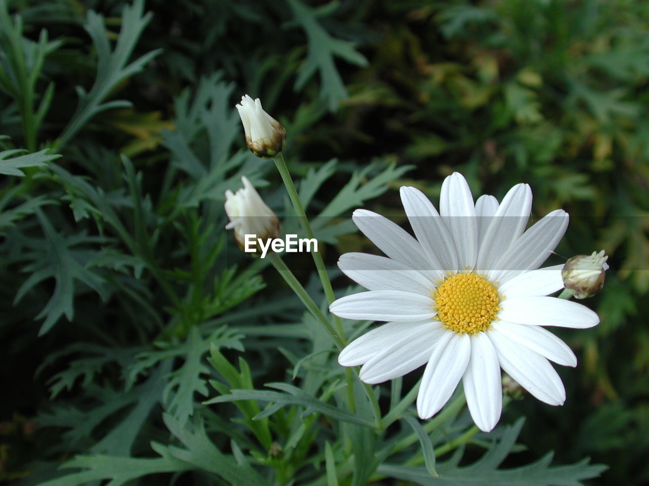 Close-up of white daisy flowers