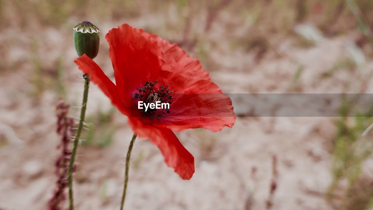 CLOSE-UP OF RED POPPY BLOOMING AGAINST PLANTS