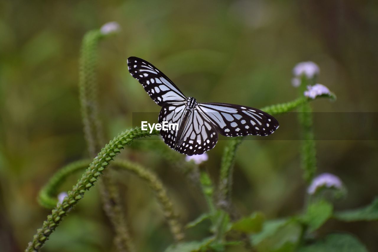 Close-up of butterfly on flower