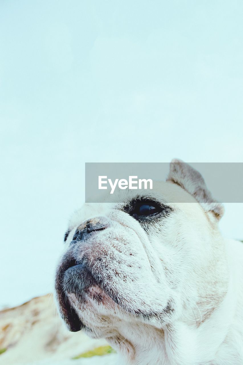 CLOSE-UP OF A DOG LOOKING AWAY AGAINST CLEAR SKY