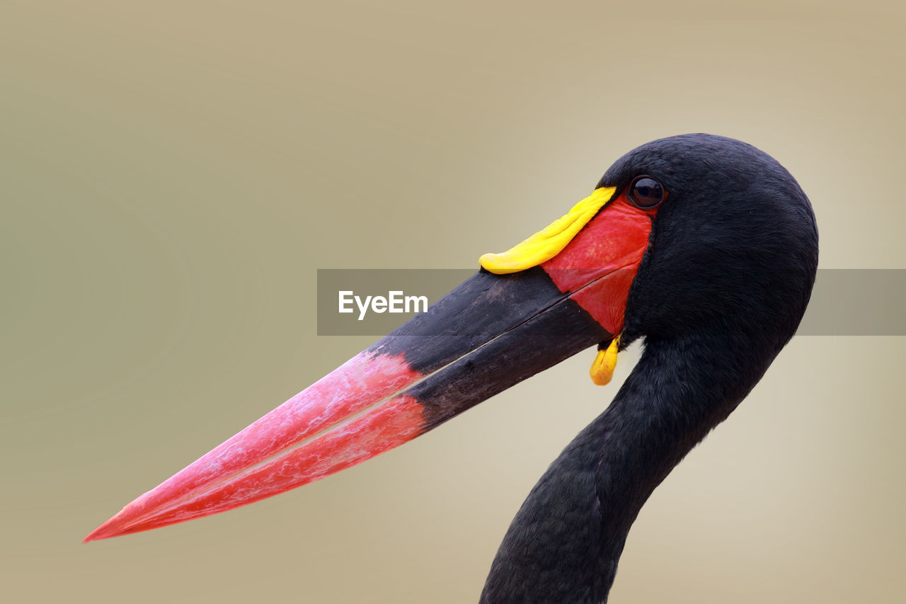 Close-up of bird with red beak