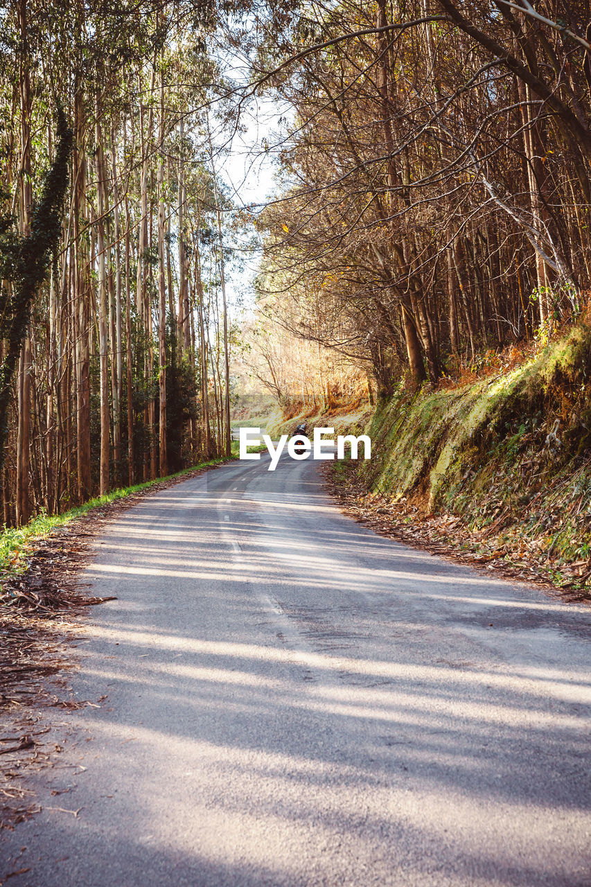 Motorcycle on road passing through forest