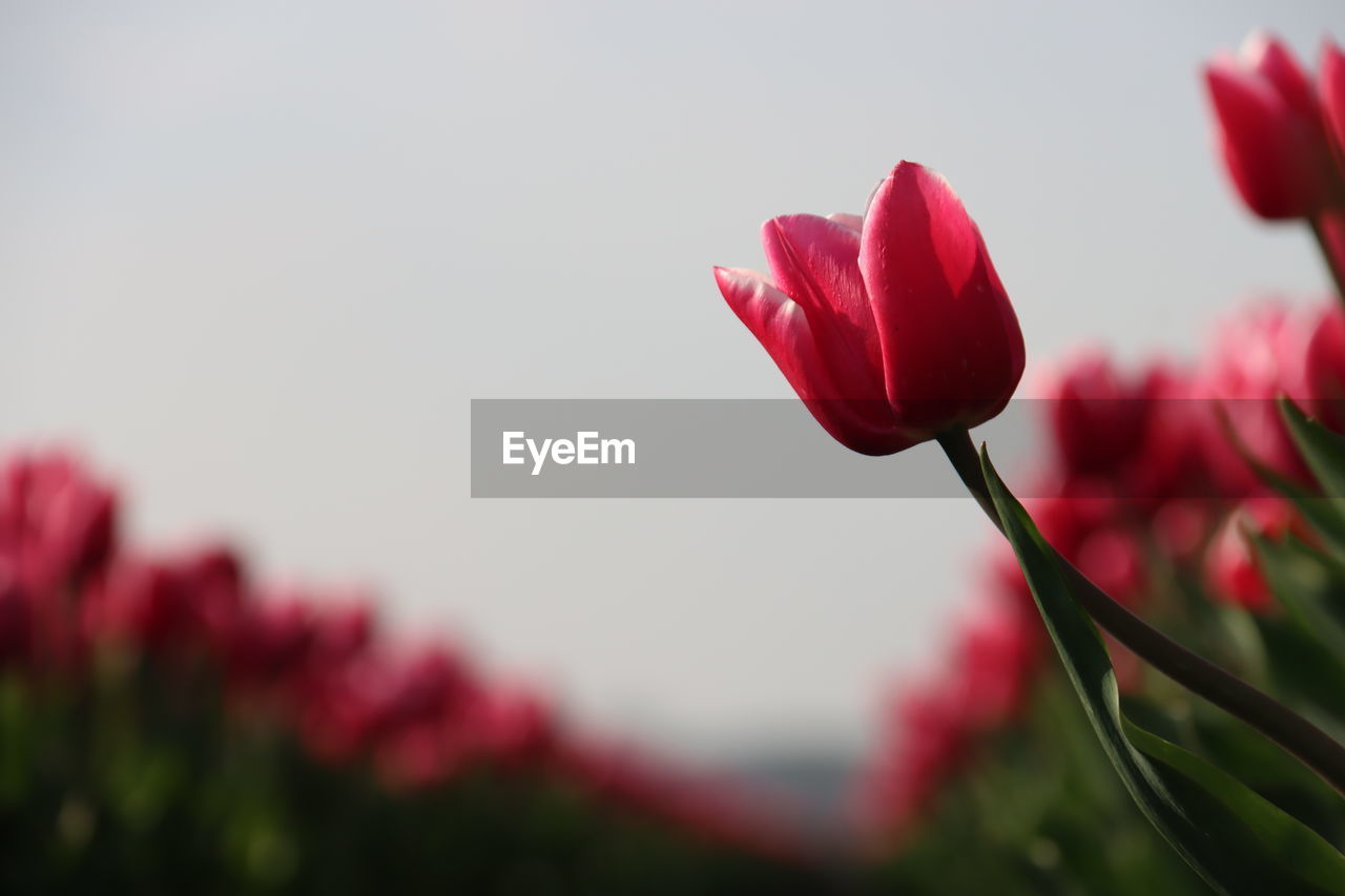 flower, plant, flowering plant, beauty in nature, freshness, red, petal, close-up, nature, fragility, flower head, inflorescence, growth, macro photography, pink, no people, tulip, focus on foreground, blossom, springtime, outdoors, plant stem, sky, selective focus, botany, bud, rose, day, copy space