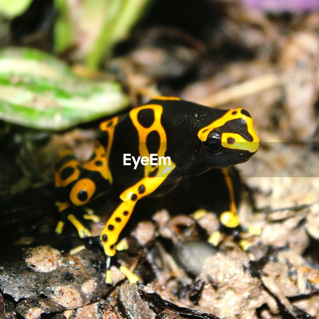 Close-up of poison arrow frog on stones