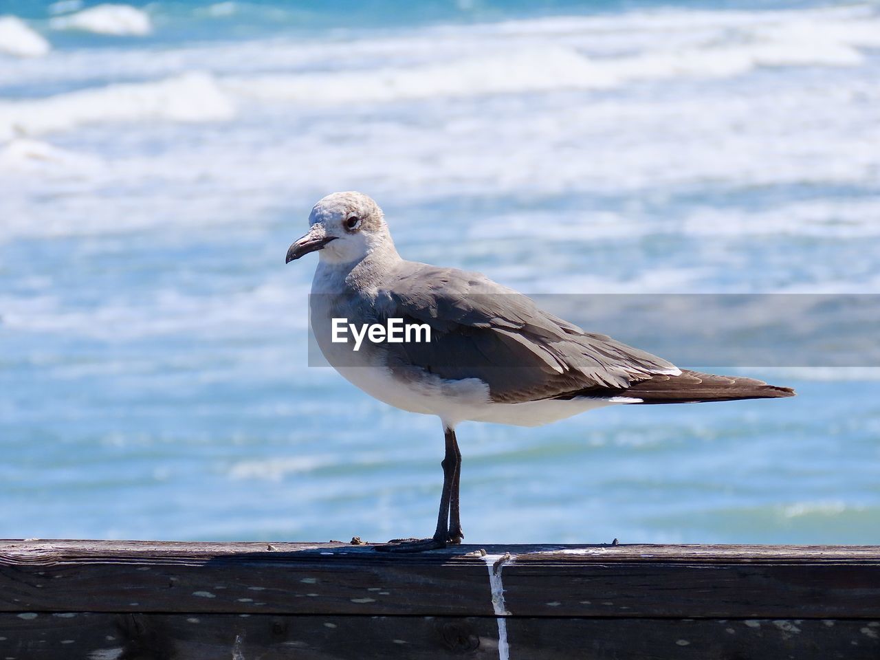 Close-up of seagull perching on wooden post