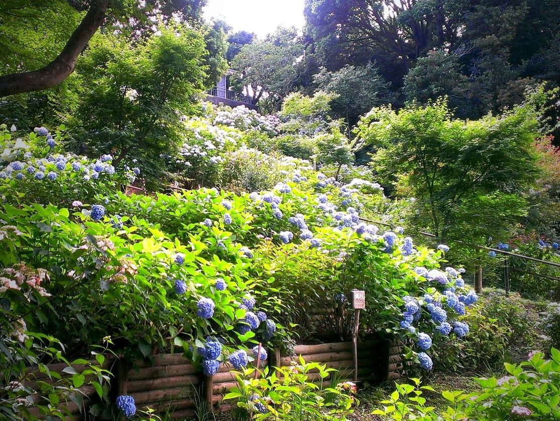 PLANTS GROWING ON TREE