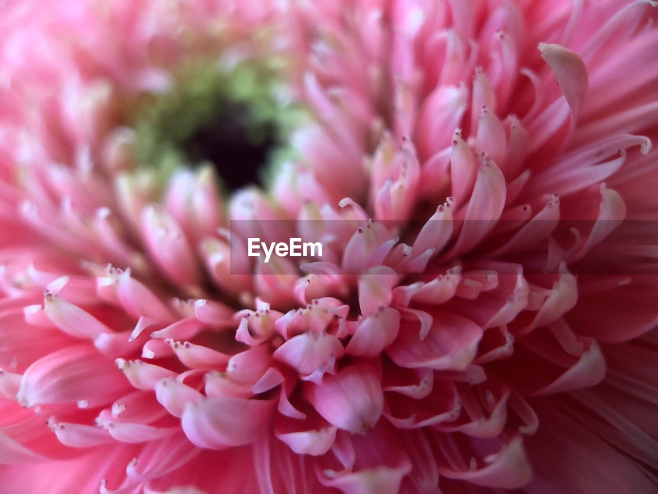 FULL FRAME SHOT OF PINK DAHLIA FLOWER