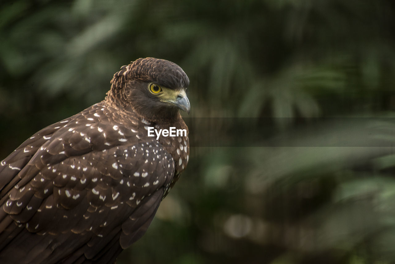 Eagle perching outdoors