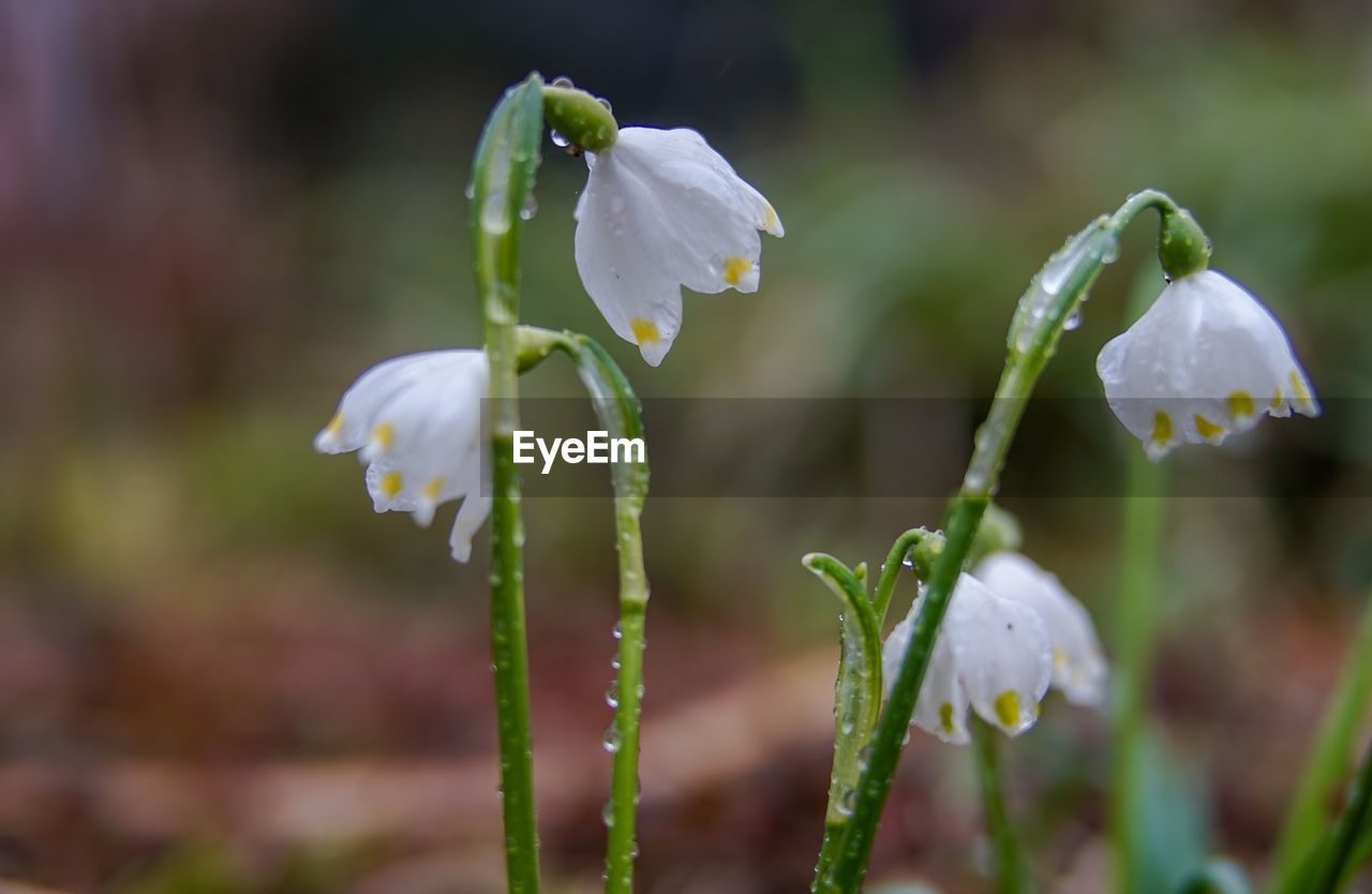 CLOSE-UP OF WHITE FLOWER WITH WATER DROPS