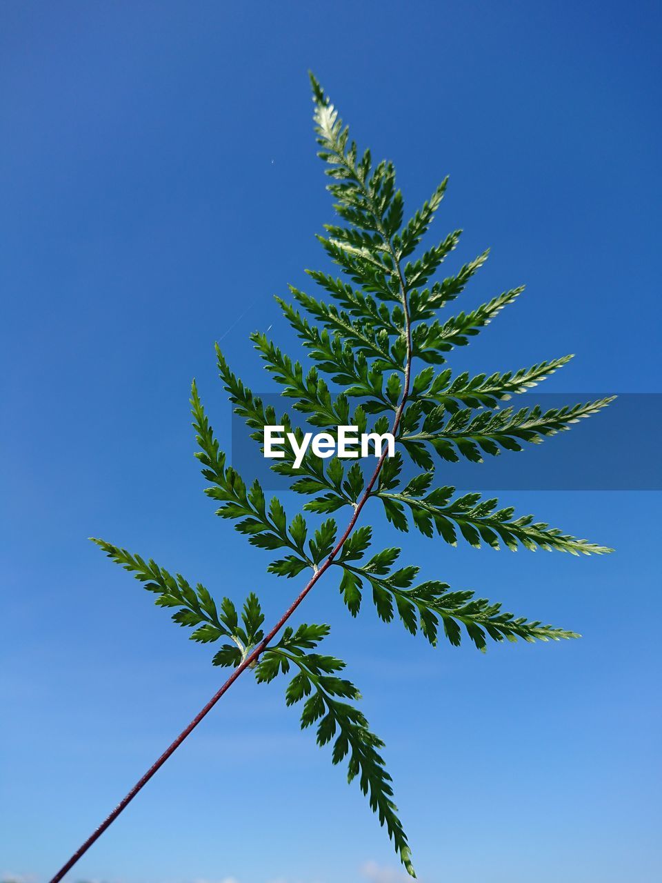 LOW ANGLE VIEW OF PLANTS AGAINST BLUE SKY