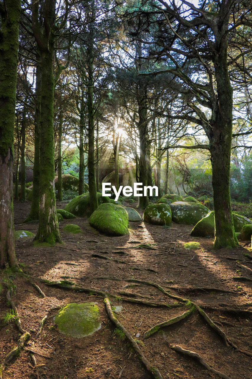 Old forest with moss covered trees and rays of sun