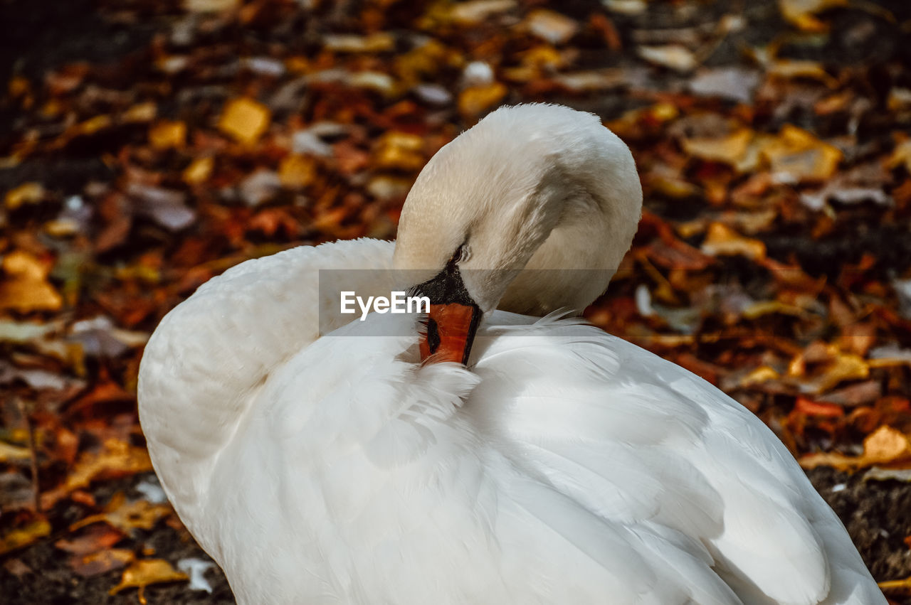 animal themes, animal, bird, animal wildlife, wildlife, nature, close-up, one animal, beak, white, autumn, water bird, leaf, no people, plant part, feather, day, focus on foreground, wing, animal body part, ducks, geese and swans, outdoors, beauty in nature, full length
