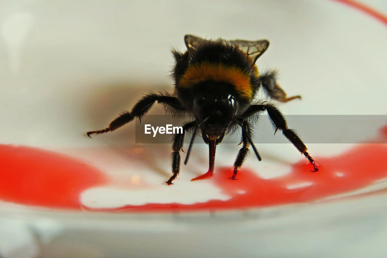 CLOSE-UP OF HOUSEFLY