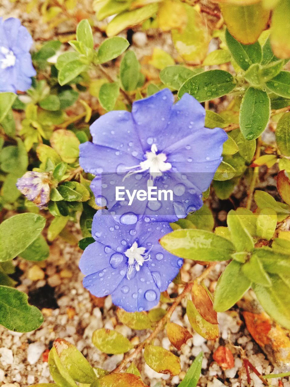 CLOSE-UP OF PURPLE FLOWERS BLOOMING OUTDOORS