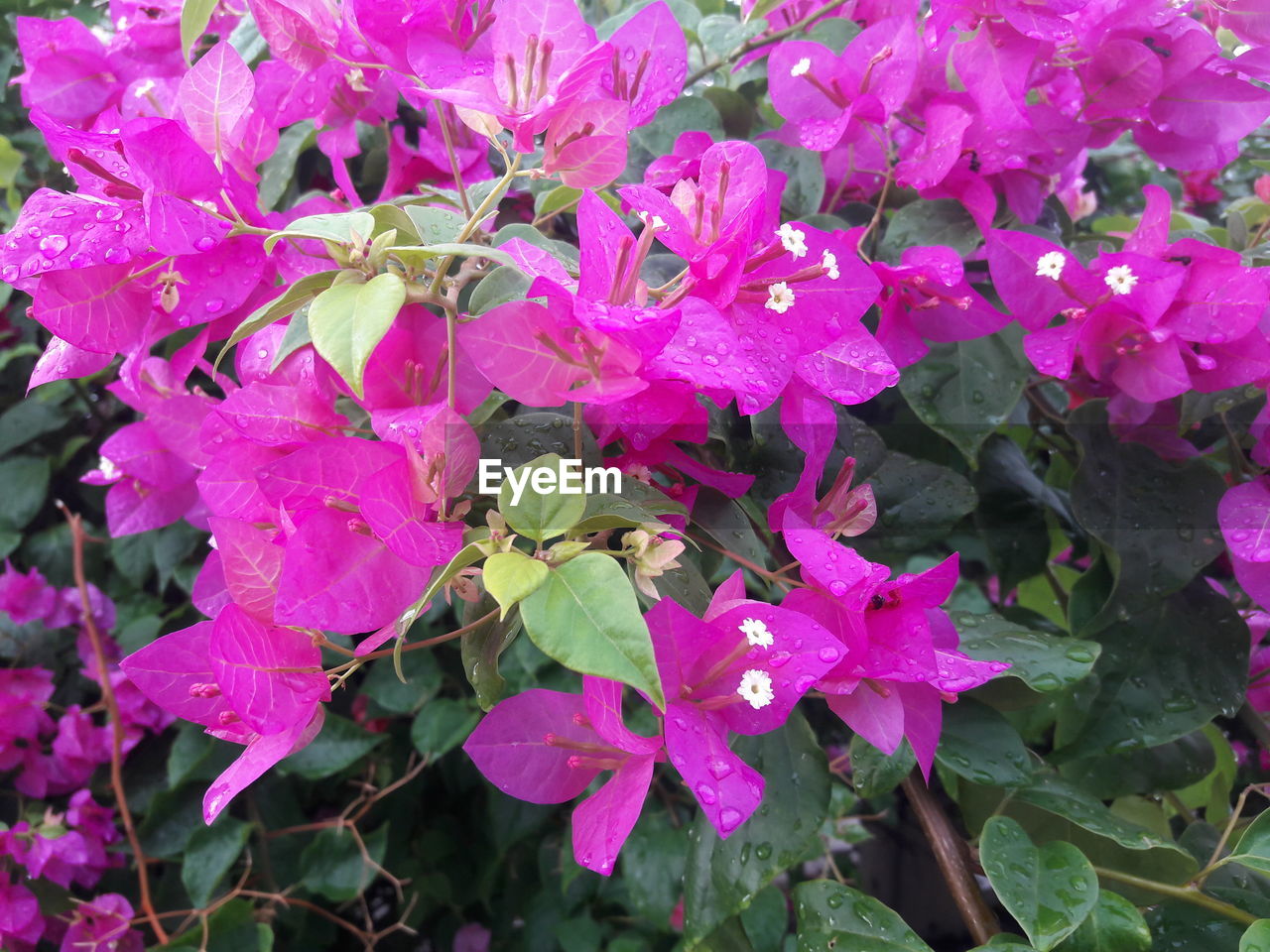 CLOSE-UP OF PINK HYDRANGEA FLOWERS