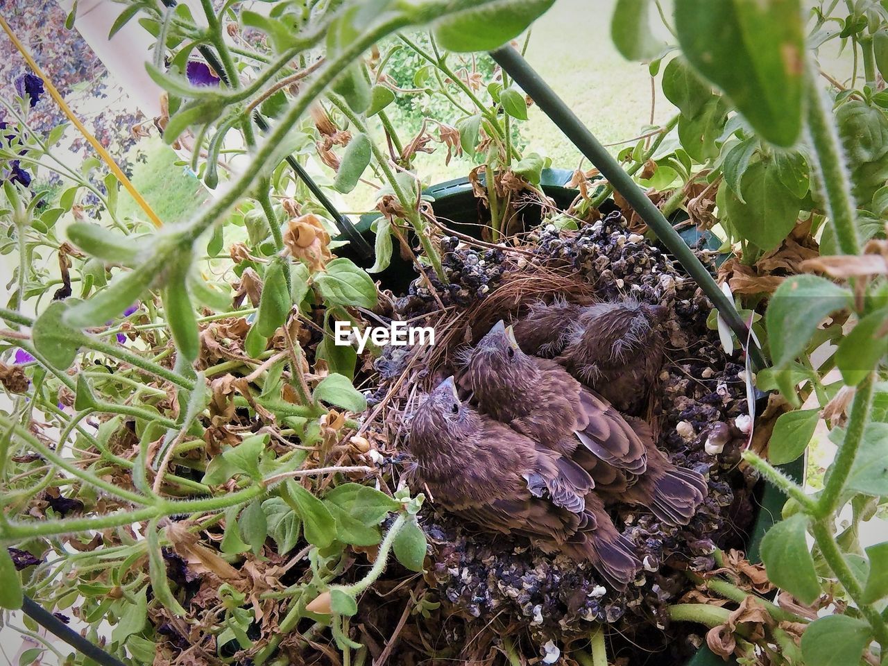 Close-up of bbaby birds