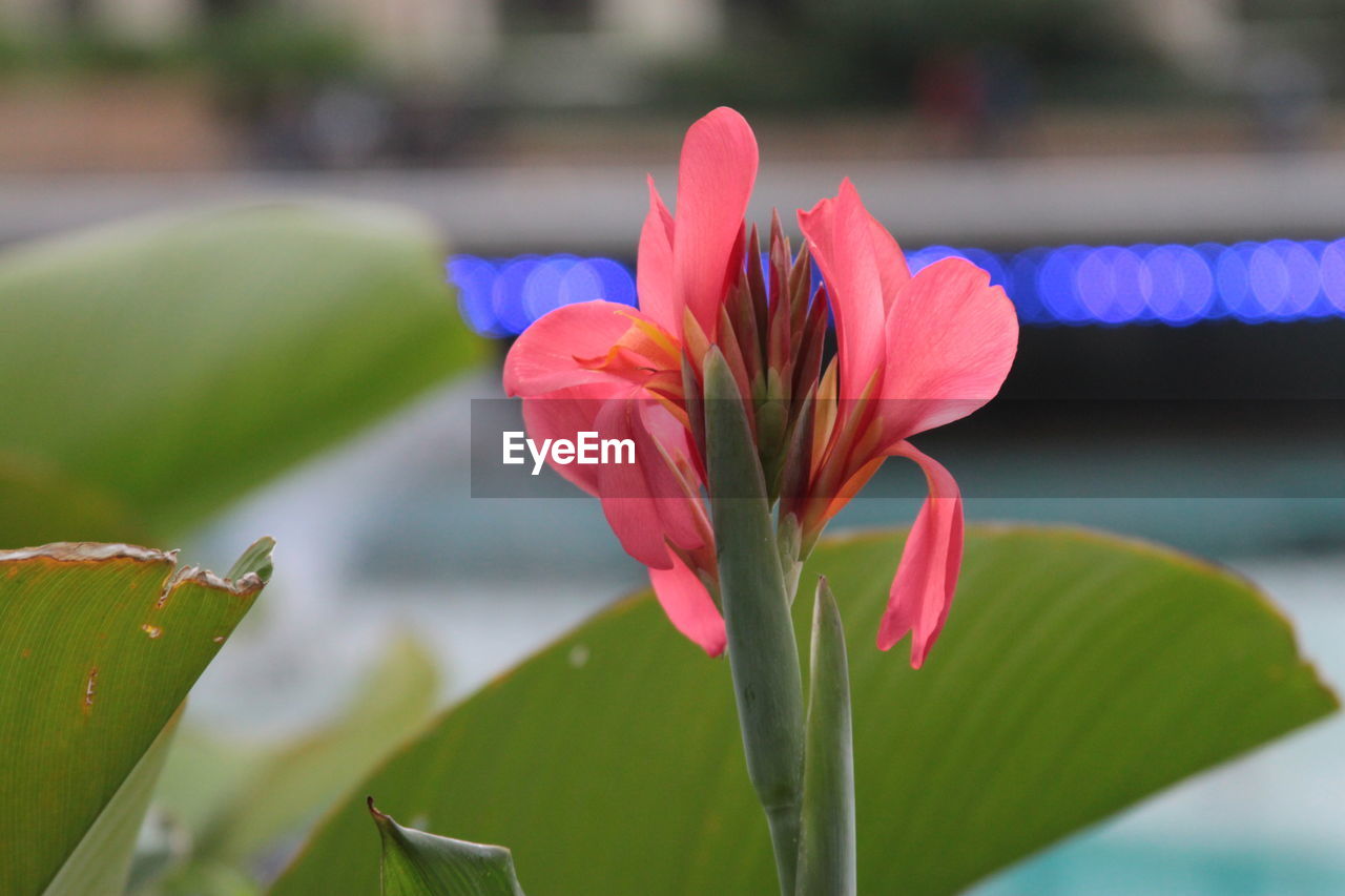 CLOSE-UP OF PINK FLOWERING PLANTS