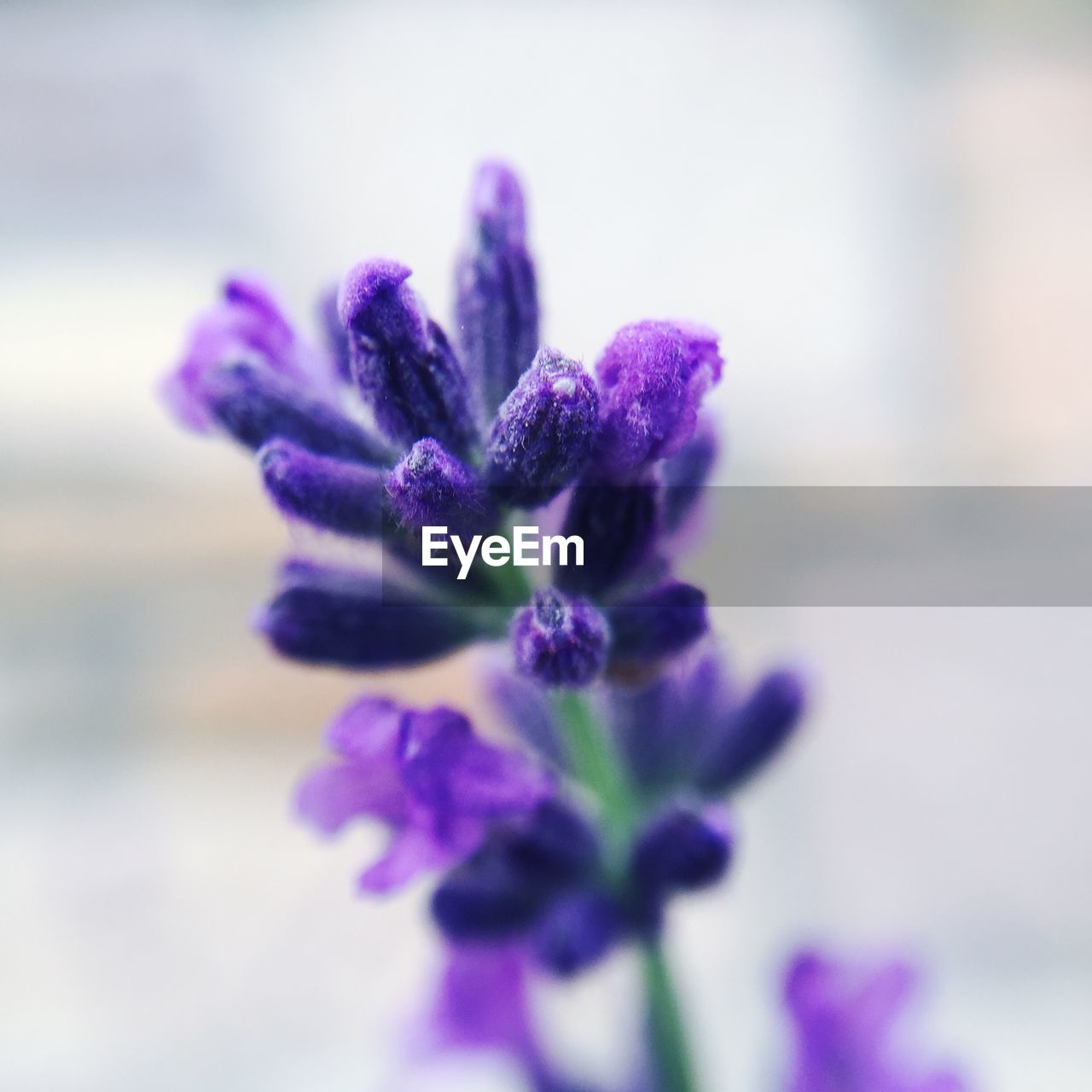 Close-up of purple flowering plant growing outdoors