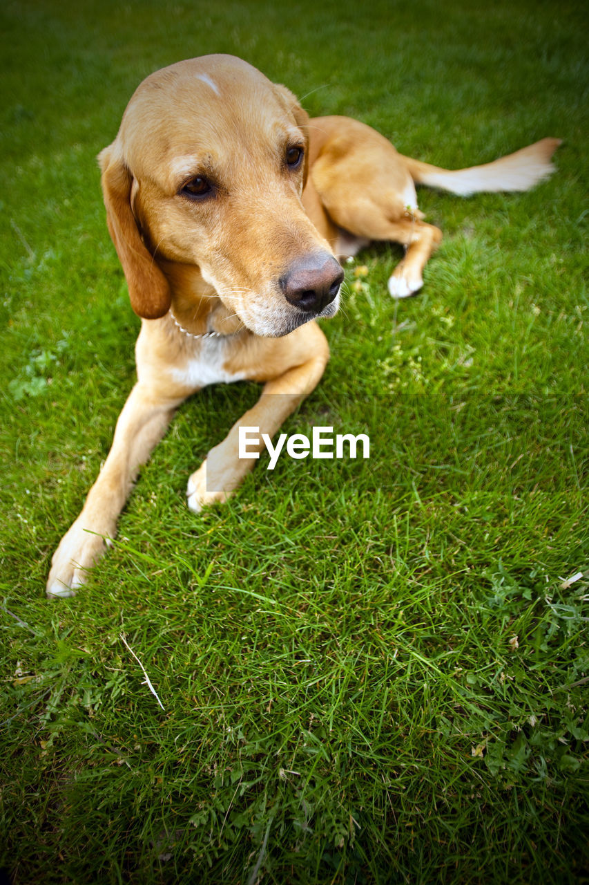 DOG LOOKING AT GRASS